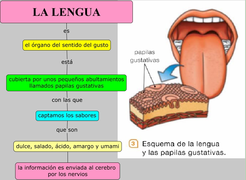 La lengua